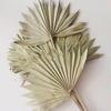 Abanico Guanyin de Flor Preservada, Decoración para el Hogar, Artesanía de Arreglo Floral, Atrezzo para Fotografía, Venta al por Mayor de Abanicos, Flores Secas, Flores Hechas a Mano