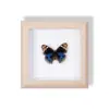 Especimen de Mariposa Real Pintura Decorativa Colgante Adorno de Insecto con Ojos Azules, Marco de Madera Maciza, Regalo para Mejor Amigo, Recuerdo Único