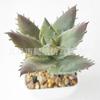 Suculenta Artificial Cabeça de Flor de Suculenta Artificial Bonsai Artificial Acessórios DIY Fabricante Conjunto de Cabeças de Flor de Suculenta Cor Personalizada