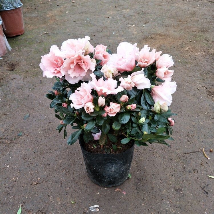粉杜鹃主图30cm.jpg