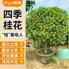 Plántulas de Osmanthus, Árboles Grandes, Osmanthus Todo el Año, Osmanthus Dorado, Plantas en Maceta de Osmanthus Rojo Número Uno, Plantación en Suelo de Patio Exterior, Árboles Preciosos, Fáciles de Cultivar