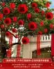 Faroles en árboles en patios rurales, personajes decorativos "felices", decoraciones colgantes para casas nuevas, artículos festivos para patios pequeños, plantas verdes para exteriores