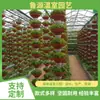 Proyecto de invernadero con panel solar, invernadero de temperatura constante y aislamiento, cultivo de verduras y flores, construcción con estructura de acero