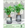 Árbol del Dinero Maceta Flores, Sala de Estar, Casa Próspera, Plantas Verdes, Fácil de Cultivar en Todas las Estaciones, Árbol del Dinero, Plantas Hidropónicas de Escritorio para Oficina