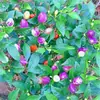 Adequado para Mudas de Tomate, Mudas de Tomate, Mudas de Tomate Cereja, Mudas de Pimentão, Mudas de Legumes, Mudas de Berinjela Roxa, Plantas em Vasos, Metabo