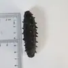 [Fábrica de Pepino-do-Mar] Pepino-do-Mar Levemente Seco Dalian Atacado Pepino-do-Mar Liaoning Produtos Secos Fabricante Pepino-do-Mar Seco Peça Única Dropshipping 50g