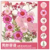 Paquete de Materiales DIY de Flores Secas Flores Prensadas Hechas a Mano Flores Conservadas Marcadores de Libros de Flores Prensadas Hojas de Árbol Real Plantas Pegatinas de Resina Maquillaje Facial
