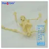 Modelo de Esqueleto Humano Pequeño de 45 cm Desmontable y Móvil Esqueleto Juguete Espécimen