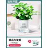 Dropshipping Mudas de Jasmim Envasadas com Botões Jiuli Xiang Pilha Antiga Repelente de Mosquitos Jardim Hidropônico Gardênia Planta Verde Interior