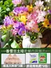 As bulbos de frésia são fáceis de cultivar, florescendo o ano todo.. Grandes bulbos de frésia importados de pétalas duplas vêm em cores misturadas e são adequados para vasos, com botões florais incluídos