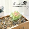 Suculentas Loto Goteando Suministros Creativos DIY Accesorios Pared de Plantas Flor de Plástico Venta Directa de Fábrica Jinhua Generación de una Pieza