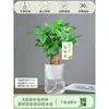 Árbol del Dinero Maceta Flores, Sala de Estar, Casa Próspera, Plantas Verdes, Fácil de Cultivar en Todas las Estaciones, Árbol del Dinero, Plantas Hidropónicas de Escritorio para Oficina
