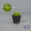 Planta Suculenta Artificial Bonsái, Hierba Tigre, Planta de Aloe Vera en Maceta, Decoración para Repisa Interior, Rocío de Jade, Hierba Espada Baolianna