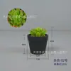 Combinação de Plantas Suculentas em Vaso Decoração de Casa Plantio Verde Janela de Flor Janela de Canto Mesa de Centro Conjunto de Mesa Arte com Flores Pequena Planta em Vaso
