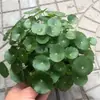 Plantas de Piedra Absorbente Plantas Verdes Piedra de Agua Acuaterrario Tanque de Selva Rocalla Paisajismo Musgo Helecho Micro-paisaje Plantas de Bonsái
