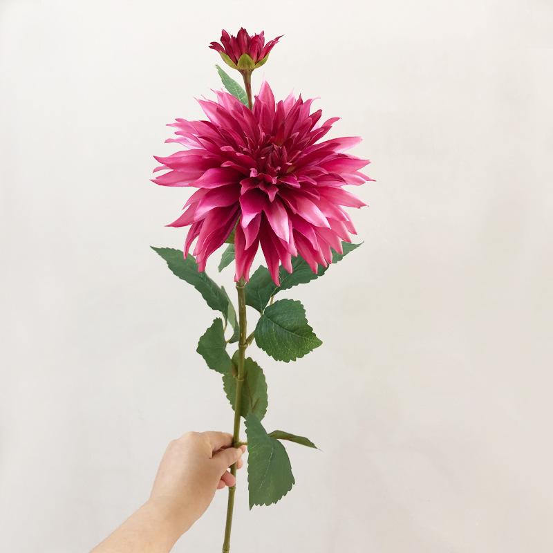 爱尔兰大理花玫红