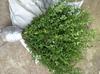 Bolas de Ligustrum douradas brilhantes, perenes, resistentes ao frio, não caducas, pirulitos de Ligustrum brilhantes, plantas em forma de bola para pátio de jardim