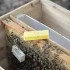 Herramientas de Apicultura Jaula Real Jaula Real Alargada Jaula para Abeja Reina Jaula Real Plástica Multifuncional para Abejas Reina