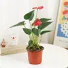 Plantas Hidropónicas, Palma Blanca, Plantas en Maceta de Navegación Fluida, Plantas Verdes, Palma Roja de Interior, Árbol del Dinero, Plantas Verdes Purificadoras de Aire