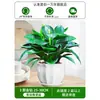 Plantas em Vasos Diamante Dourado, Plantas Hidropônicas no Escritório, Flores de Fácil Cultivo para Mesa, Plantas Suculentas, Sala de Estar, Casa Nova, Plantas Verdes Absorvedoras de Formaldeído