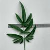 Simulação de peça única de folha de bambu de tartaruga Folha de Kui Folha de cauda espalhada Folha verde Folha falsa única Decoração de casamento Folha verde falsa de plástico
