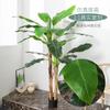 Simulación de banano, decoración de suelo para sala de estar, bonsái de interior, plantas nórdicas grandes, árbol de hierro rojo, plantas verdes falsas