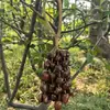 Campanillas de Viento Naturales Importadas de Indonesia Hechas de Cáscaras de Fruta con Documentación Completa, Nicho DIY, Artículos Dañados Devolubles/Intercambiables, Limpio, Agujeros Grandes de 0.2cm