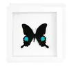 Marco con Espécimen de Mariposa Real, Regalo de Cumpleaños 3D para Mejor Amigo, Regalo para el Día del Maestro, Pintura Decorativa con Espécimen, Se Puede Facturar
