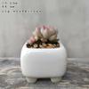 Vaso de Flor Carnuda Cerâmica Jardinagem Cerâmica Mini Novo Criativo Grés Casa Vintage Novo Vaso de Porcelana Vaso