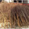Ramas Secas, Ramas Muertas, Adornos de Rama Blanca, Troncos de Árbol con Forma, Ramas Simuladas, Ramas Falsas Secas, Venta Directa de Decoración