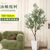 Planta de olivo en maceta para sala de estar interior, esquejes reales, planta grande en maceta, fácil de cuidar, adecuada para inauguración de casa y mudanza