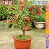 Dropshipping Plántulas de Pimienta de Ratán Hanyuan Auténticas de Sichuan Plántulas de Pimiento Verde Pimienta sin Espinas Pimiento Verde Dahongpao Comida