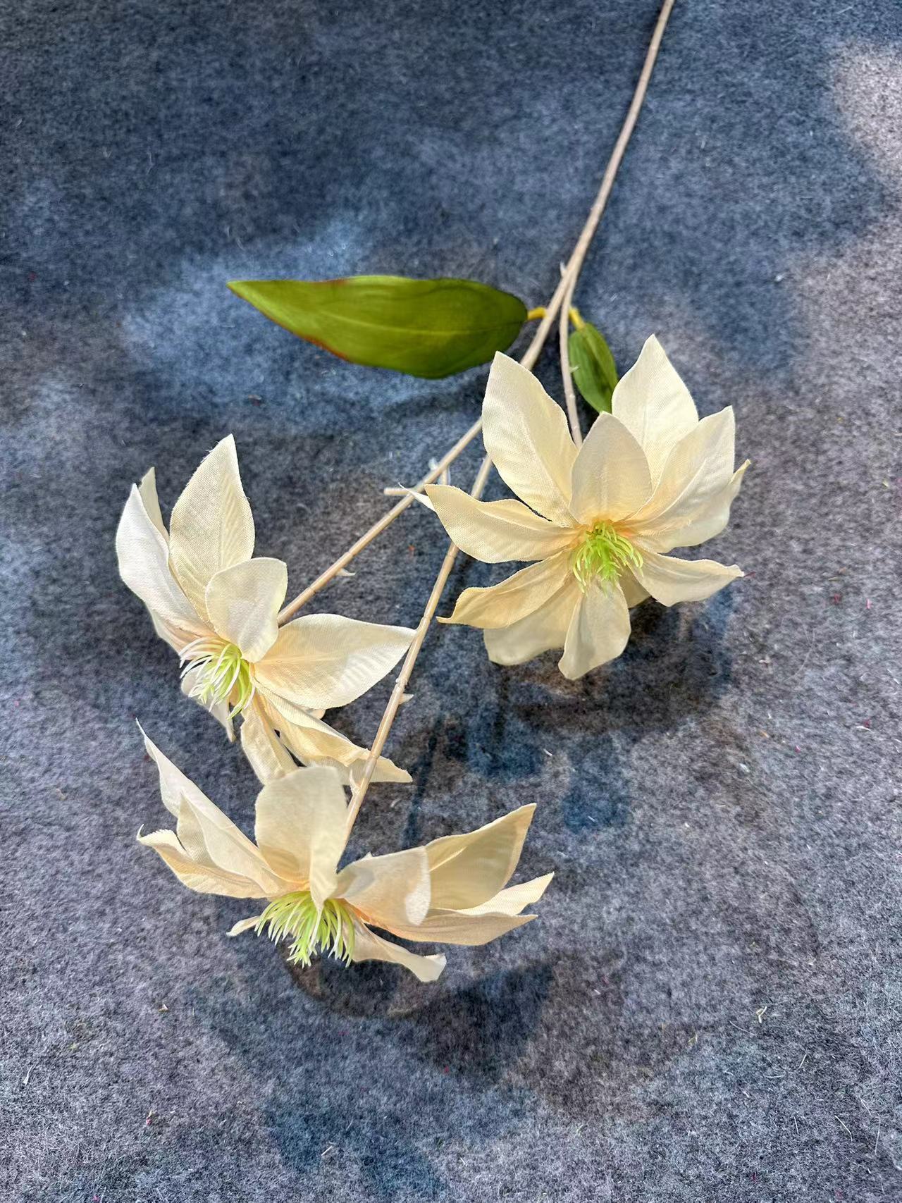 钻石莲香槟色