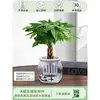 Árbol de la Fortuna Trenzado Planta Pequeña en Maceta Bonsái Escritorio Oficina Planta Verde Tolerante a la Sombra Planta Hidropónica