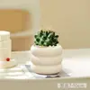 Plantas suculentas, plantas pequeñas de interior en maceta, cactus de mesa para sala de estar, plantas verdes, flores de vivero, fáciles de cuidar durante todo el año