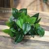 Pequeño 5 púas Planta Wannianqing Accesorios para pared de plantas Hojas de simulación Tela mate Corazón de cerdo Wannianqing Corazón de pollo Hoja Fábrica al por mayor