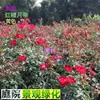 Rosa Abundante Rosa Trepadora Sombrero Rojo Rosa Tocón Viejo Plántulas Múltiples Especificaciones Planta de Jardinería Base de Plantas Suministro Directo