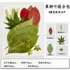 Flor Seca Em Relevo Atacado Folha Verdadeira Planta Espécime Jardim de Infância Animal Adesivo Feito à Mão DIY Material Espécime de Flor Seca