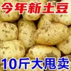 Batatas Frescas de Dingxi, Gansu, com Casca Amarela e Polpa Amarela, Batatas Grandes e Batatas Pequenas, Legumes Cultivados em Casa