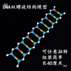 Componente Modelo de la Estructura de Doble Hélice del ADN J3242 Equipo de Experimento Biológico Instrumento de Enseñanza para Estudiantes de Secundaria