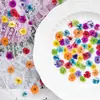 Flores de Gipsófila, flores secas, especímenes de flores prensadas, flores secas para resina DIY, fundas para teléfono, velas aromáticas, marcos de fotos, marcapáginas