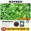 Maceta para plantar verduras en balcón, caja de plantación de verduras de autorriego, para personas perezosas, rectangular, para plantar cebolla, maceta de plástico para flores, interior, anillo de resina, envoltorio