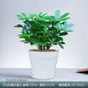 Árvore da Prosperidade Sempre-Viva, Madeira Pata de Pato, Planta Verde para Interior, Varanda, Mesa, Planta em Vaso com Flores, Árvore da Fortuna