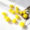 Materiais de Flores Secas Galhos Bolotas Pinhas Algodão Vagens de Lótus Jardim de Infância Artesanato Velas Aromáticas Fatias Decoração Adereços para Fotos