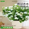 Planta de Jasmim em Vaso para Uso Interno, Repele Mosquitos, Elimina Odores, Sempre Verde para Todas as Estações, Fresca e Fragrante, Planta com Flores Atraentes para Mesa de Casa