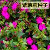 Sementes de Centáurea Perene no Atacado de Várias Regiões, Sementes de Dianthus Multicolores, Flores Medicinais, Flores de Trigo Gigantes, Sementes para Jardinagem