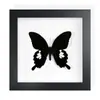 Mariposa Real, Especie Preciosa de Verano, Mariposa Rara, Mariposa Pequeña de Cinta Verde, Adorno de Escritorio, Espécimen de Regalo, Pintura Decorativa, Espécimen de Mariposa