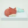 Pnt-0336 Modelo de Anatomía Muscular Oral y Muscular de la Lengua Modelo Médico de Enseñanza Modelo de Enseñanza Oral