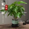 Árbol del Dinero Maceta Planta de Interior Tierra para Flores Pequeño Bonsái Cultivado en Maceta Planta Verde para Sala de Estar Oficina Fortuna Cerámica Maceta Pequeña
