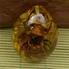 Transfronterizo Forma de Gota Tendencia Natural Insecto Especimen Phalaenopsis Caja Sorpresa Excavación Infantil Puesto Arqueológico Corriendo Jianghu